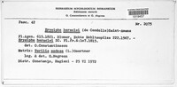 Erysiphe heraclei image